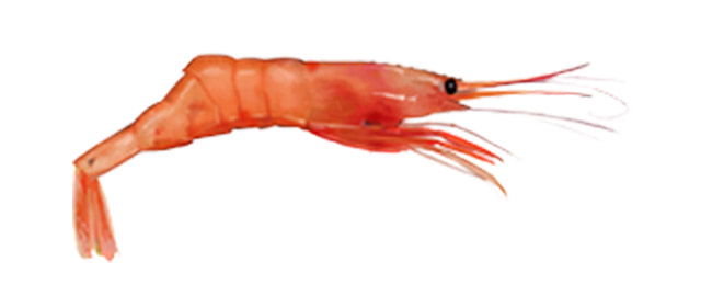 tlantic Northern Shrimp