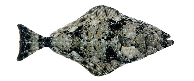 Atlantic halibut 